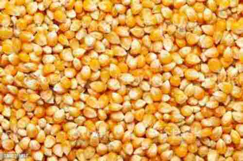 Zero Trans Fat Healthy Snack Crushed Yellow Maize
