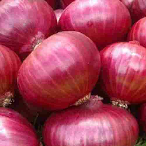 Healthy And Natural Premium Grade Fresh Sweet Raw Round Shaped Red Onions