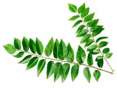 Green Fresh Raw Naturally Grown Curry Leaves