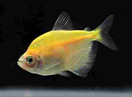 Freshwater Tetras Fish