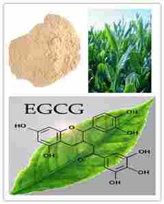 Green Tea Extract Polyphenol