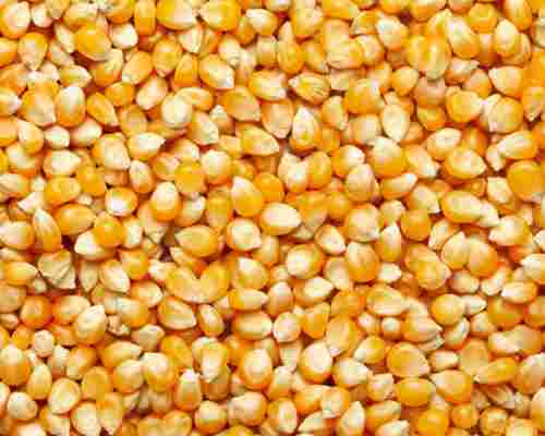 Pure And Dried Commonly Cultivated Corn Seeds