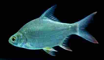 Tropical Barb Fish