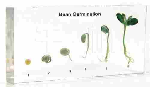 Bean Germination Specimen