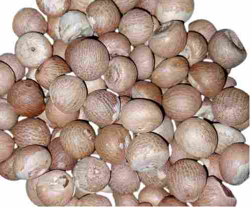 Premium Quality Fresh Flavorful and Aromatic Betel Nut (Supari)