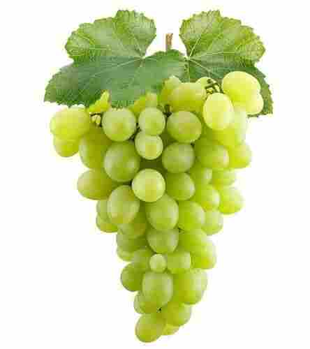 Juicy And Snappy With A Beautiful Balance Of Sweet And Tart Flavour Grapes 