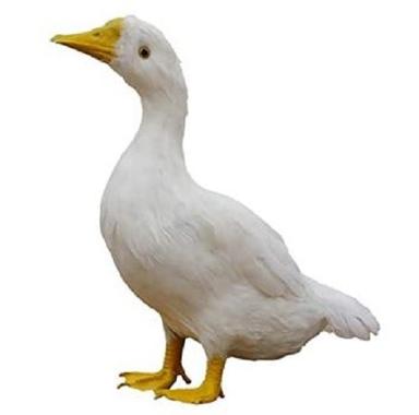 White  2 Kilograms Poultry Farming Adult American Pekin Ducklings 