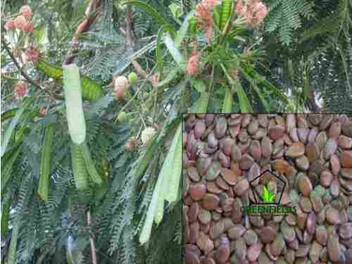 Subabool Tree Seeds (Acacia Nilotica)