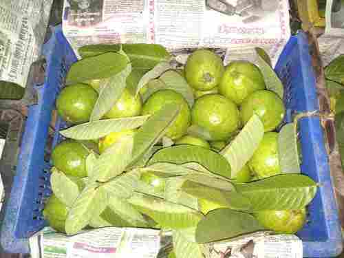 Easy To Digest Fresh Guava