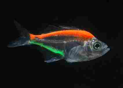 Live Tropical Glass Fish