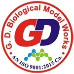 G. D. BIOLOGICAL MODEL WORKS