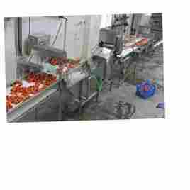 Tomato Processing Plants 3