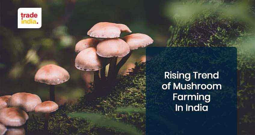 An Overview of Mushroom Farming Business in India