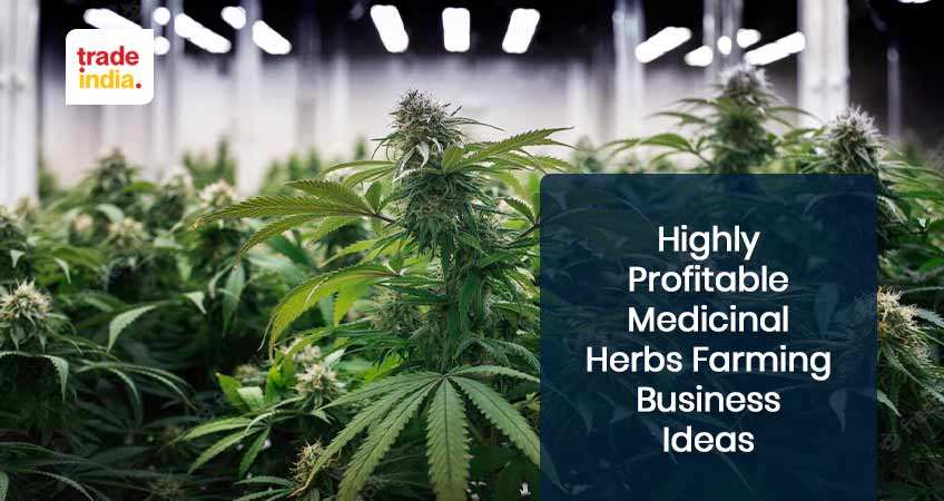 Profitable Medicinal Herbs Farming Business Ideas
