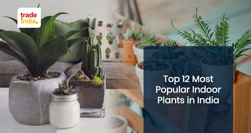 Top 12 Most Popular Indoor Plants in India