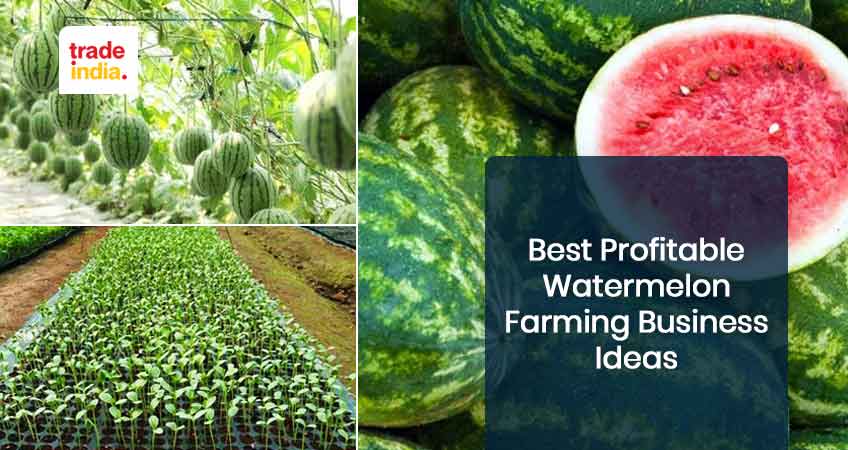 Best Profitable Watermelon Farming Business Ideas