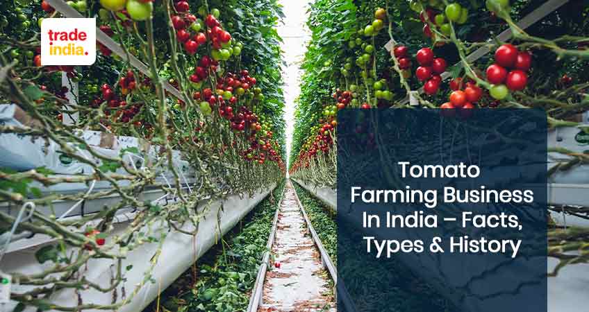 Tomato Farming Business in India
