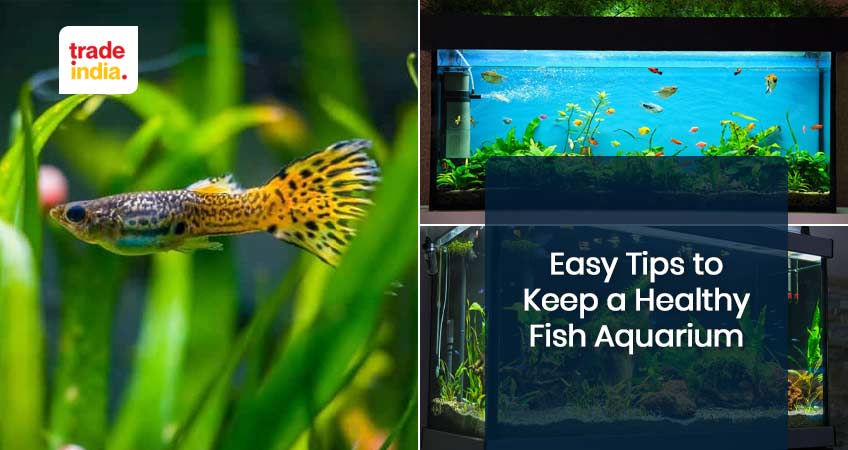 Easy Tips and Tricks to Keep a Healthy Fish Aquarium
