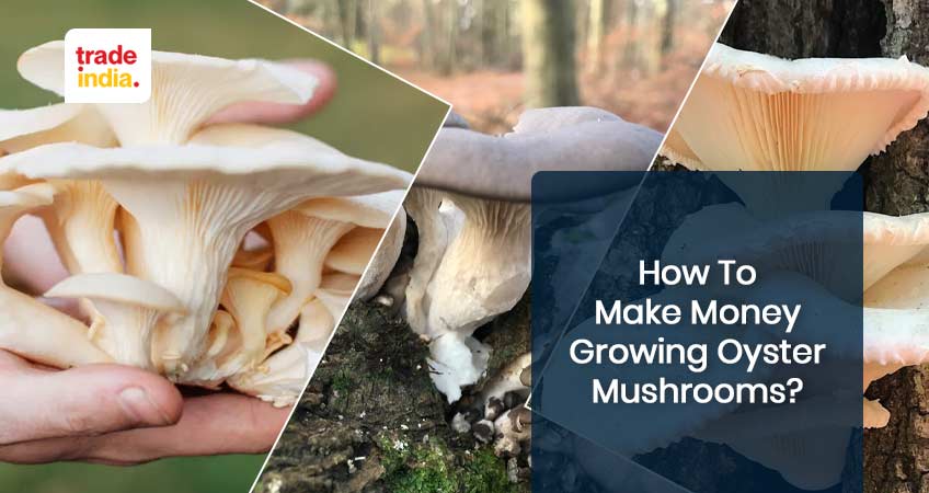 How to Make Money Growing Oyster Mushrooms?