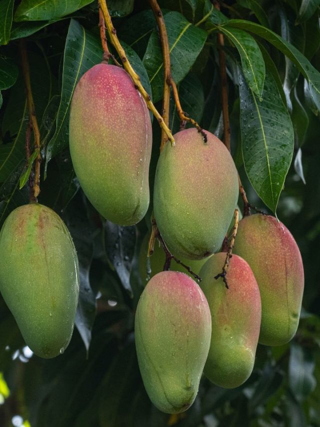 Top 8 Mango Varieties For Foodies In India Tradeindia