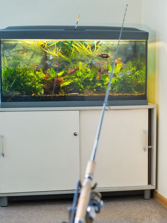 10 Types Of Fish For Small Home Aquariums Tradeindia