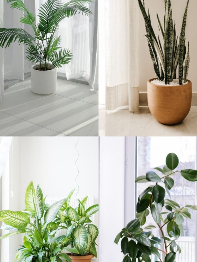 10 Best Indoor Plants For Oxygen Enrichment Tradeindia