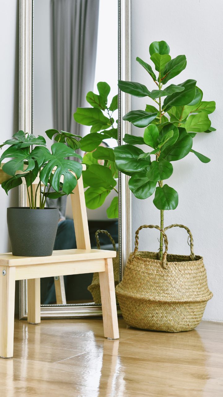 8 Indoor Plants That Absorb Humidity - Tradeindia Webstories