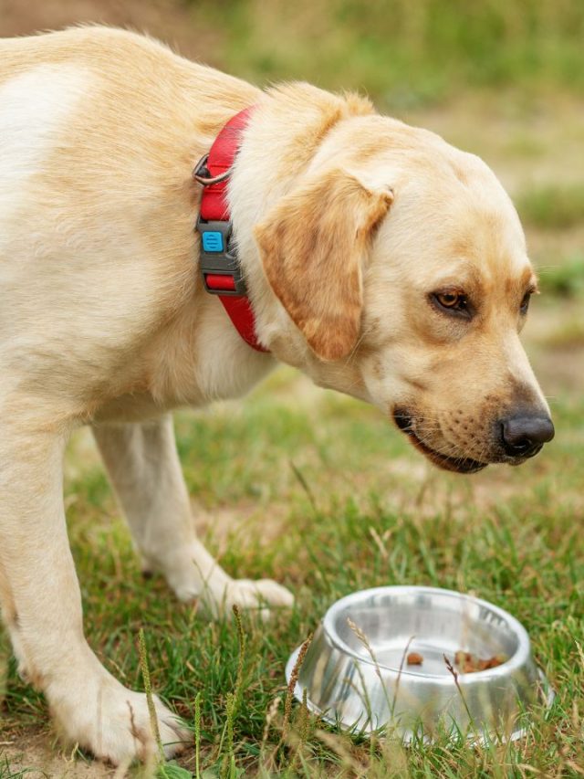 Best food hotsell for yellow lab