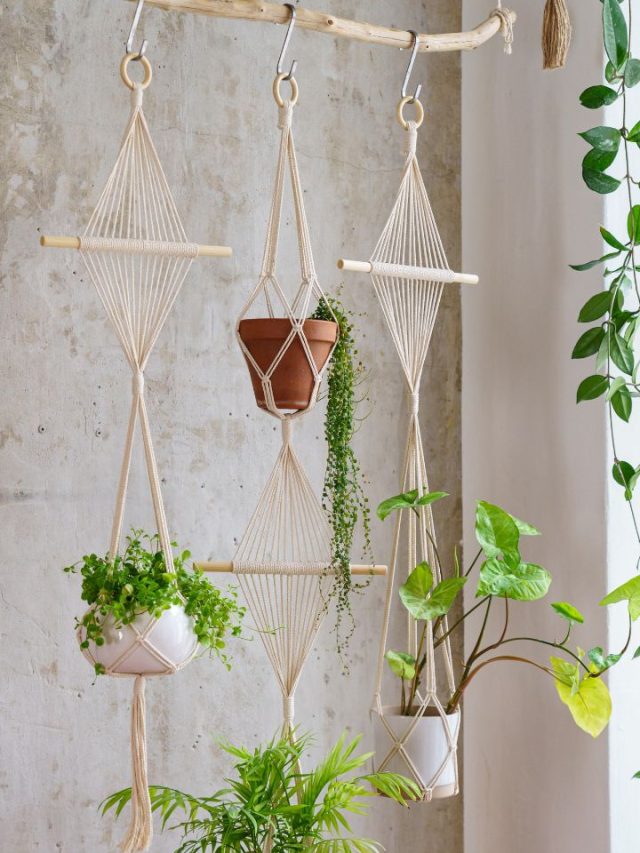 8 Best Hanging Plants Perfect For Indoors Tradeindia