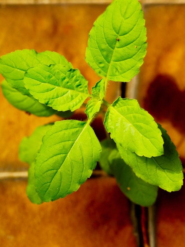 8 Holistic Benefits of Tulsi Plant in Ayurveda
