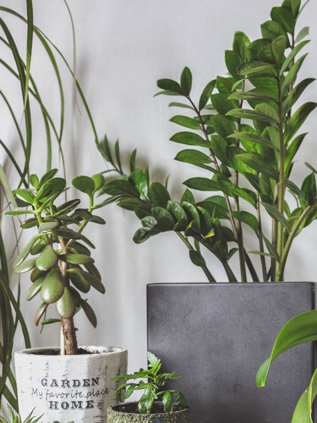 8 Best Home Plants Can Grow Without Sunlight Tradeindia