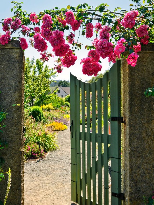 Top Popular Flowering Plants To Grow On Walls Tradeindia