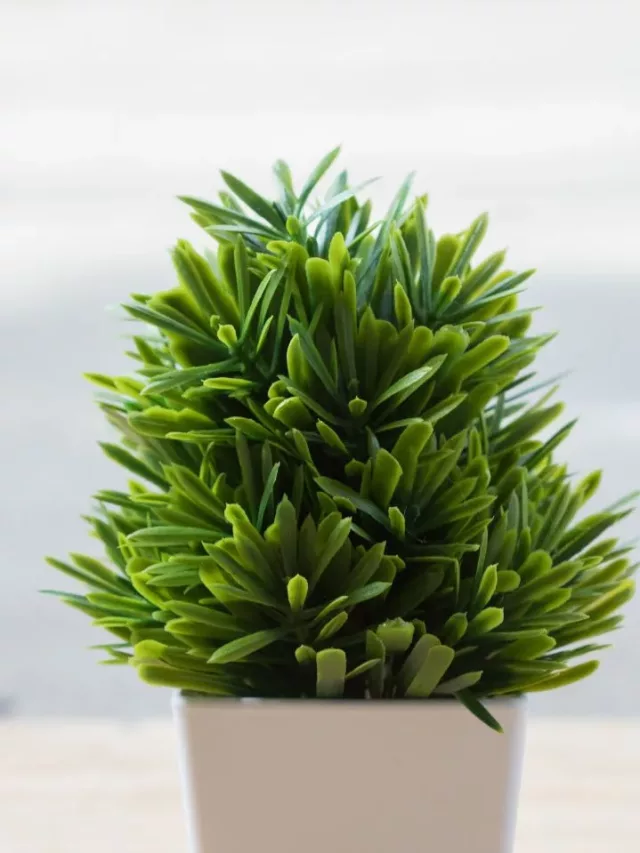 7 Best Small Plants for Office Desks
